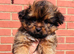 Shih Tzu cross sheltie puppies