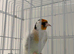 Siberian goldfinch
