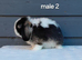 Stunning purebred mini lop rabbits