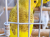 I have one young budgie left for sale in Maidstone