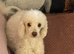 Miniature poodle
