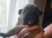Frenchyxamerican bully
