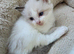 Pure Ragdoll kittens.