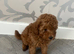 Toy poodle girl