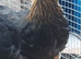 Pol chickens/ laying hens
