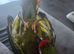 Military macaw