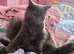 Scottish straight kitten