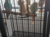 One pair of kakarikies just 2 years no offers contact through site