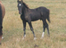 Welsh section c black colt foal