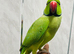 Male Ringneck  parrot available