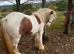 12.2hh cob