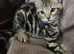 Beautiful Bengal × British Shorthair Kittens