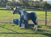 STUNNING FILLY
