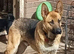 Adorable German Shepherd Puppies