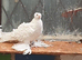 White frill back pigeons for sale