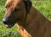 Rhodesian Ridgeback Pups