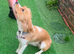 Cavalier x spaniel boy 1 year old