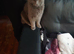 Male cat