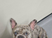 Male and female French bulldog