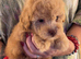 Stunning Labradoodles (Miniature) From Health tested parents