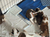 St Bernard puppies for sale