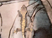 Gorgeous crested geckos with full set up