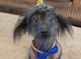 Wanted hairless chinese crested or x for company