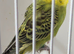 Baby budgie ring number 26 2026 rung