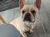 Frenchie in need of a loving home