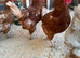 Laying hens chickens