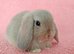 Baby mini lop rabbits for sale