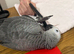 Hand reared Congo African grey