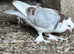 GBO Pigeons