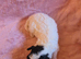 Gorgeous Toy Poodle Pups