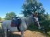 Beautiful 16.2hh thoroughbred mare who's been running with a shire x warmblood