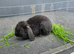 Male mini lop