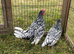 Pair of 4 month old Sebrights ( one cockerel & one pullet )