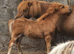 Chestnut Mushroom Miniature Shetland Colt