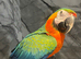 Stunning HandReared Super Tame Cuddly Talking Harlequin Macaw Parrot,5