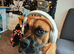 Looking for the right home for Scooby