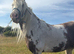 Tiggy , 5 yrs 14 h s cob