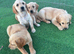Golden retriever puppies