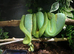 UKCB Green tree pythons