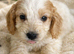 1 beautiful cockapoo boy left!!