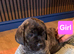 Lovely cane corso pups