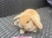 Beautiful Mini Lop baby’s looking for a new .