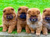 Amazing puppies