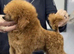 KC Toy poodles