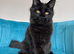 XXL Maine Coon Kittens TICA Pedigree Supreme Champion Bloodline