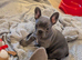 Gorgeous french bulldog babies